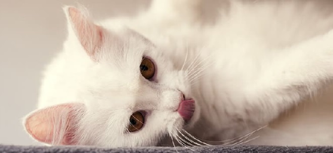 Bagaimana Cara Merawat Kucing Anggora Kecil Tanpa Induk