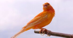 Cara Merawat Burung Kenari yang Baik dan Benar
