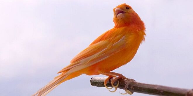 Cara Merawat Burung Kenari yang Baik dan Benar