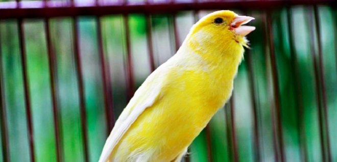Cara Ternak Burung Kenari Lokal dan Yorkshire yang Mudah