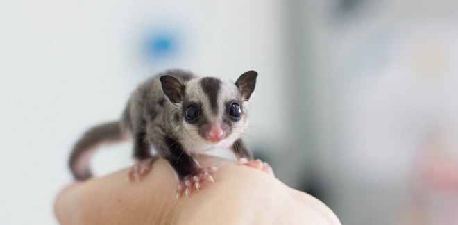 Harga Tupai Terbang Sugar Glider