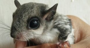 Harga Tupai Terbang Terbaru, Fakta Unik, Cara Hidup dan Perbedaan dengan Sugar Glider