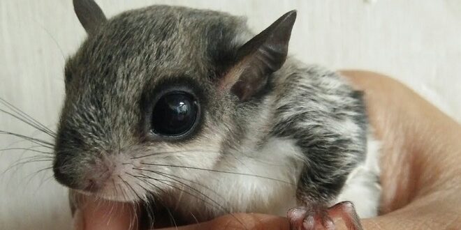 Harga Tupai Terbang Terbaru, Fakta Unik, Cara Hidup dan Perbedaan dengan Sugar Glider