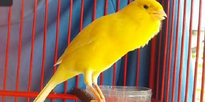 Jenis Kenari Lomba yang Paling Bagus Suaranya dan Tips Melatihnya